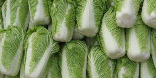 白菜小黄车爆料怎么做视频